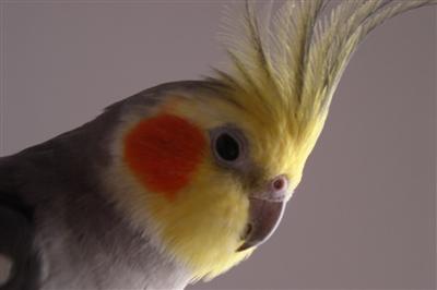 Niki3.JPG