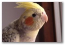 Bubi�in portret
